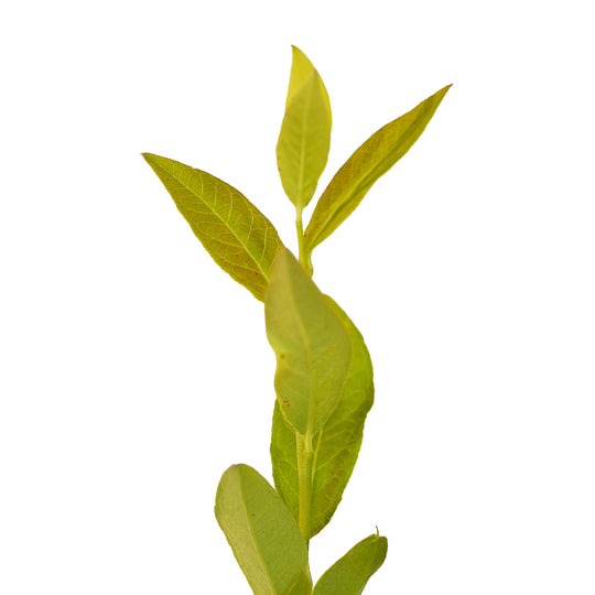 Foliage and branch detail of a container-grown Tophat blueberry