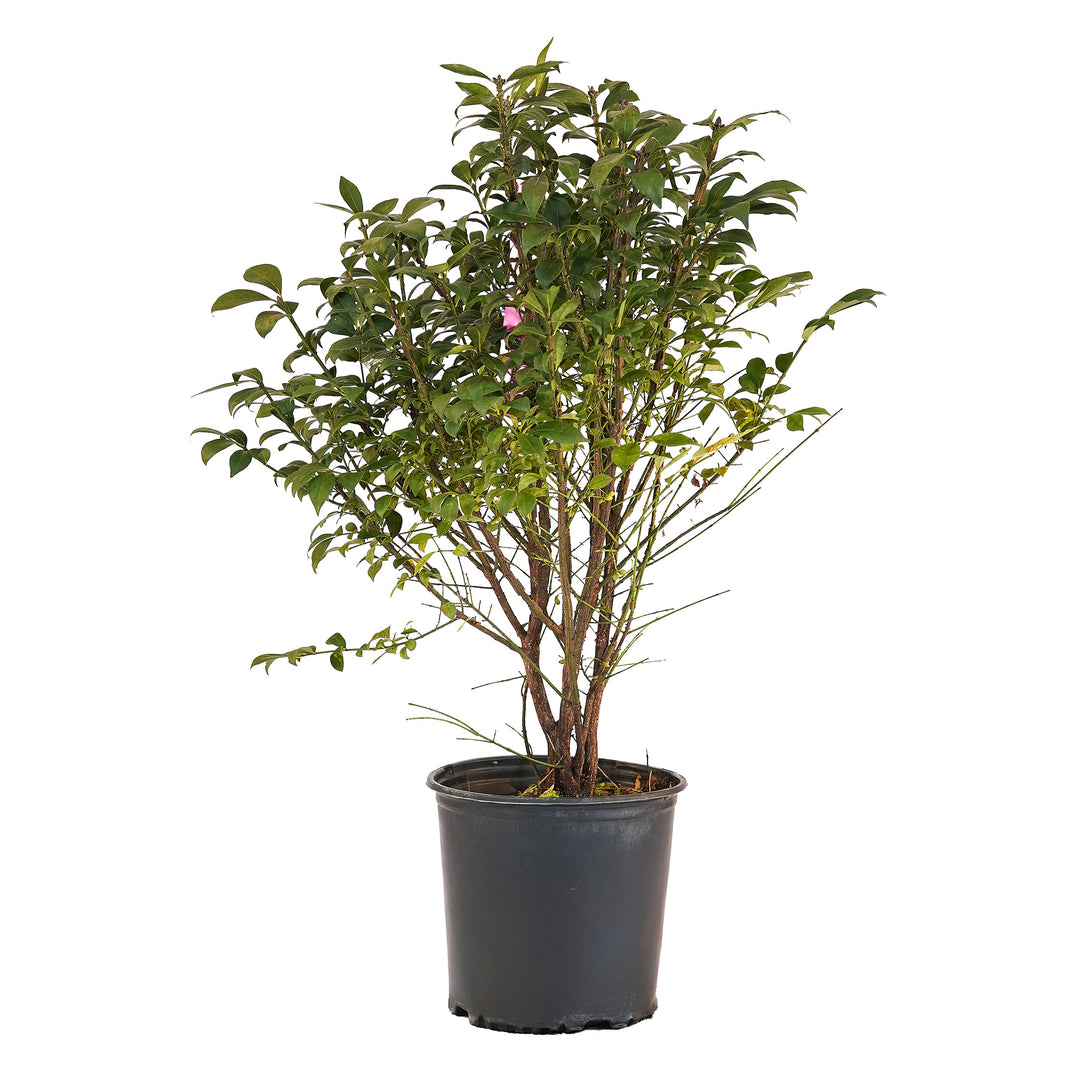 Full view of a container-grown Burning Bush against a white background