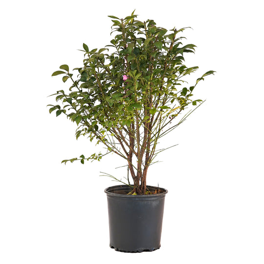 Full view of a container-grown Burning Bush against a white background