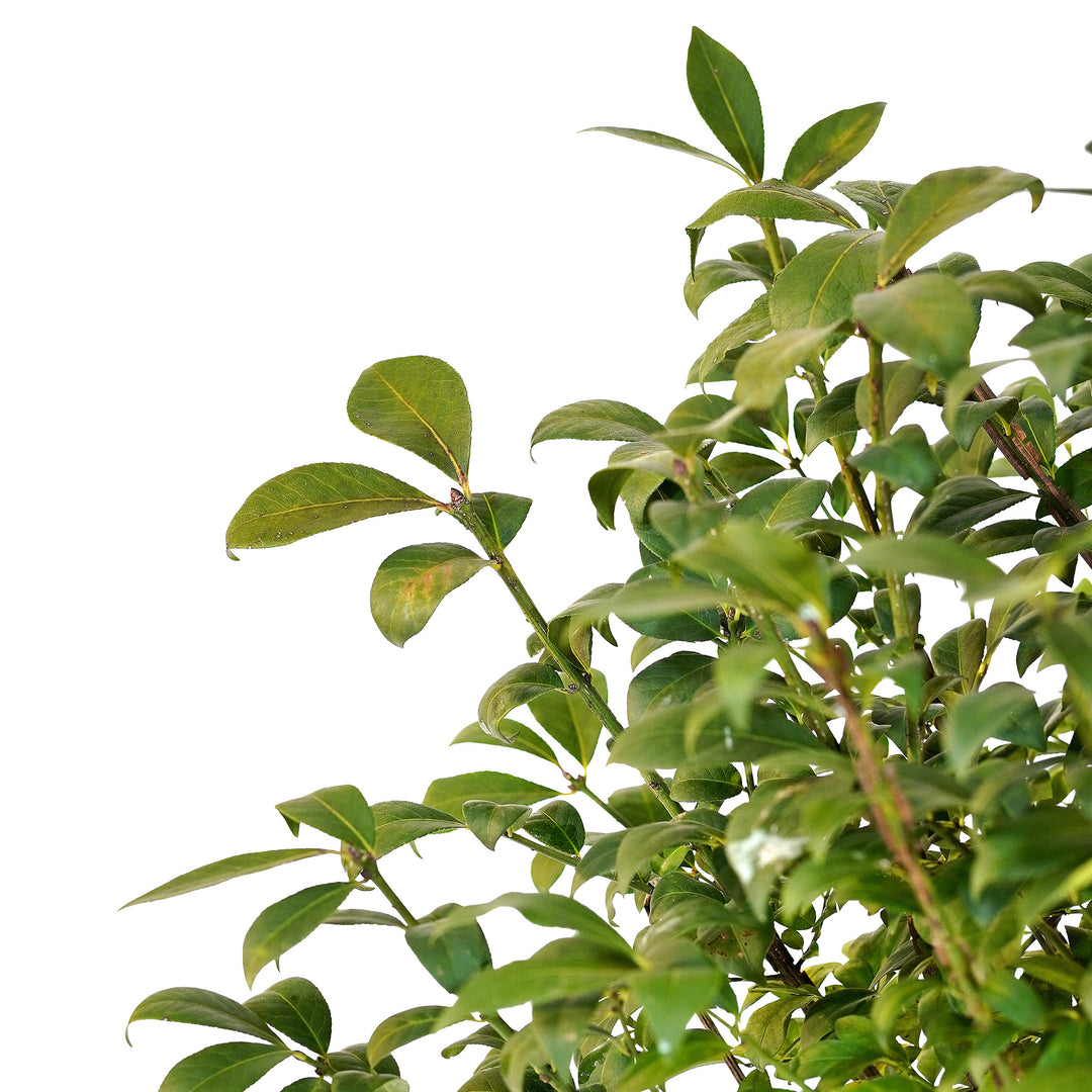 Canopy and branching detail of a container-grown Burning Bush