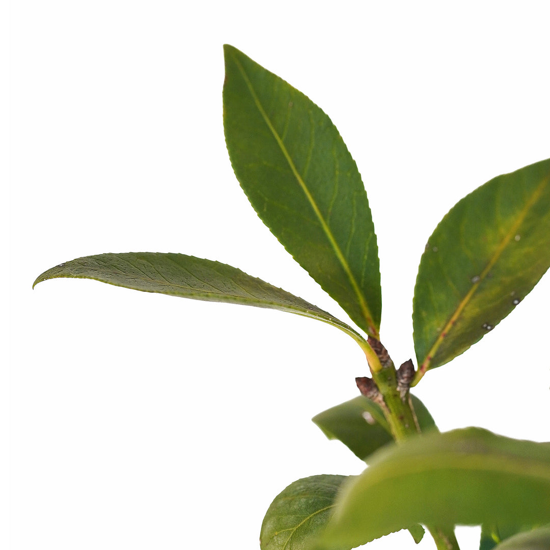Foliage and branch detail of a container-grown Burning Bush