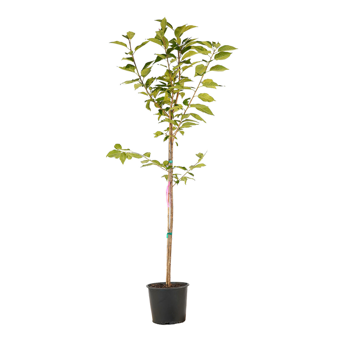 Full view of a container-grown Flowering Kwanzan cherry against a white background