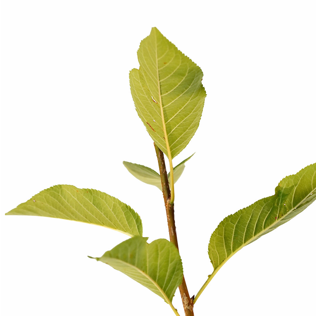 Foliage and branch detail of a container-grown Flowering Kwanzan cherry
