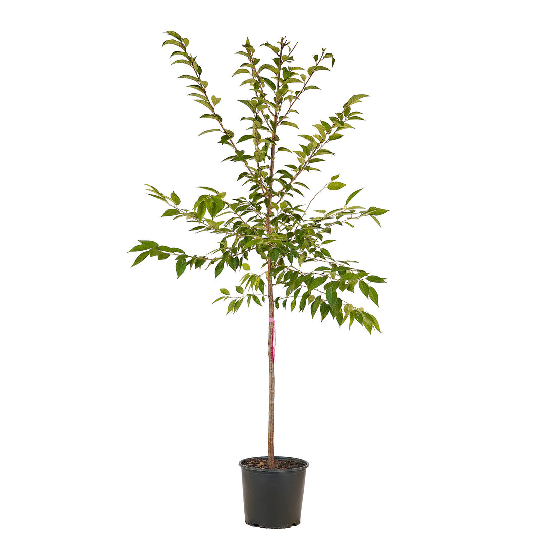 Full view of a container-grown Flowering Okame cherry against a white background