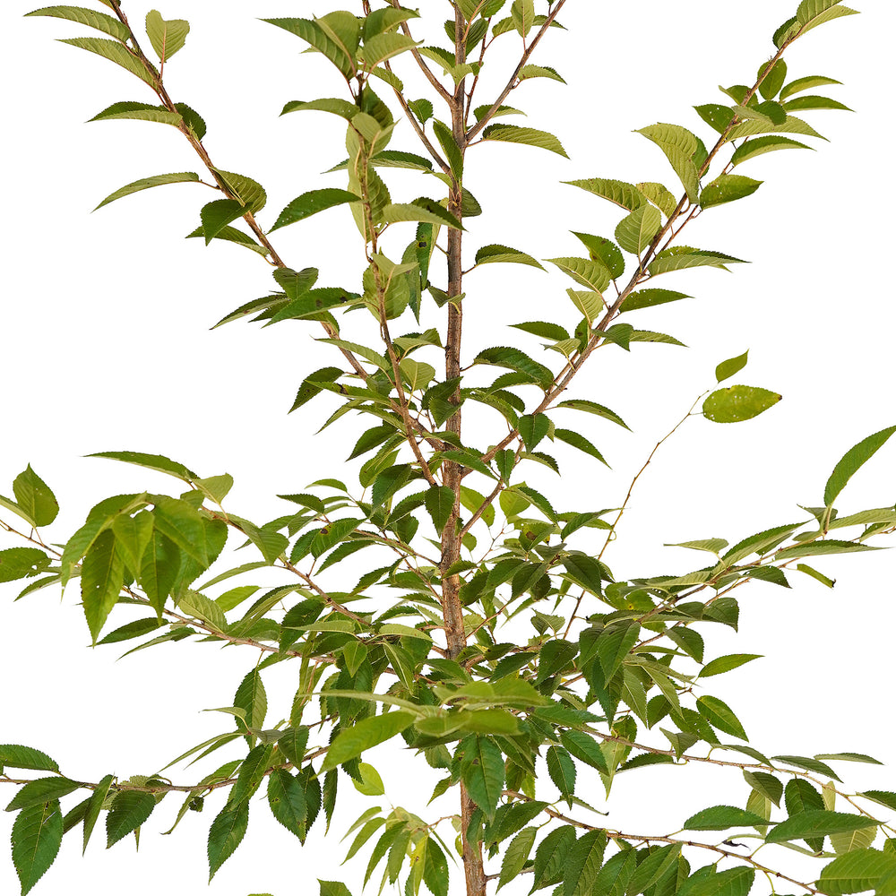 Canopy and branching detail of a container-grown Flowering Okame cherry