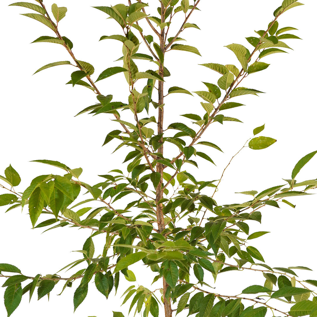 Canopy and branching detail of a container-grown Flowering Okame cherry
