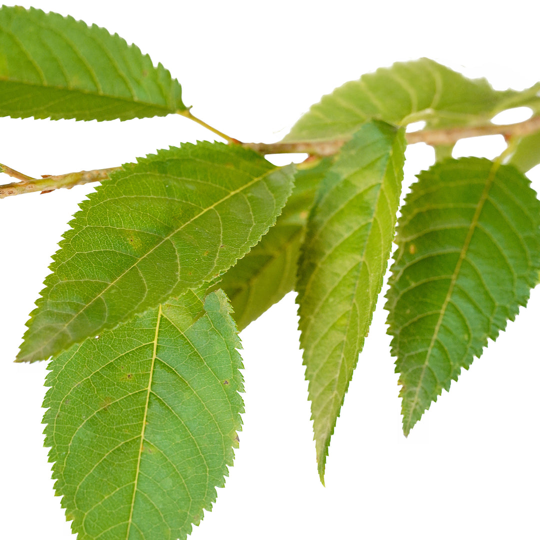 Foliage and branch detail of a container-grown Flowering Okame cherry