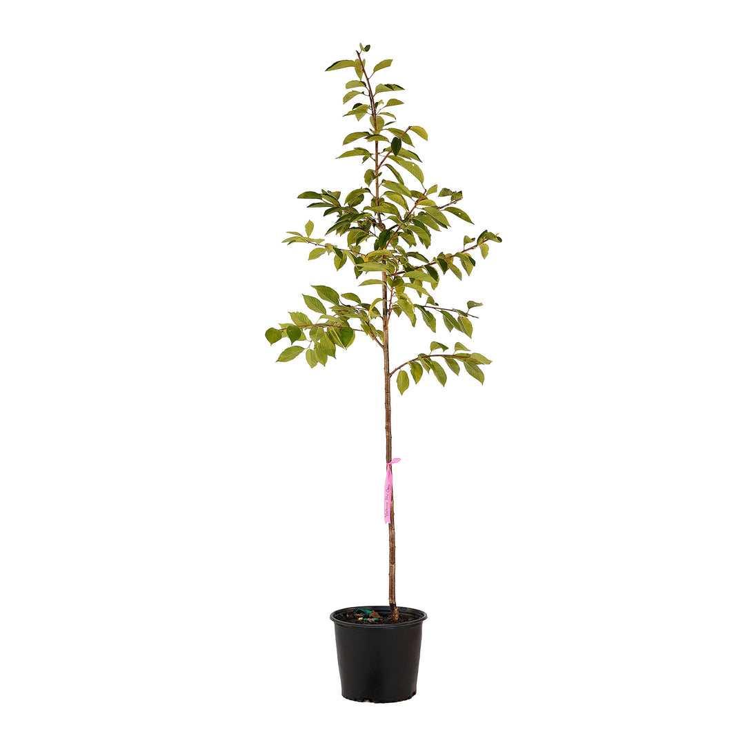 Full view of a container-grown Flowering Yoshino cherry against a white background