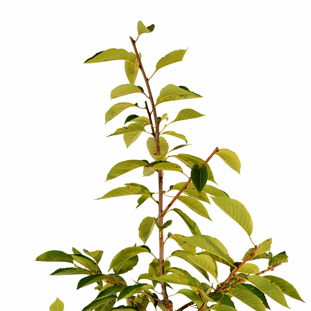 Canopy and branching detail of a container-grown Flowering Yoshino cherry