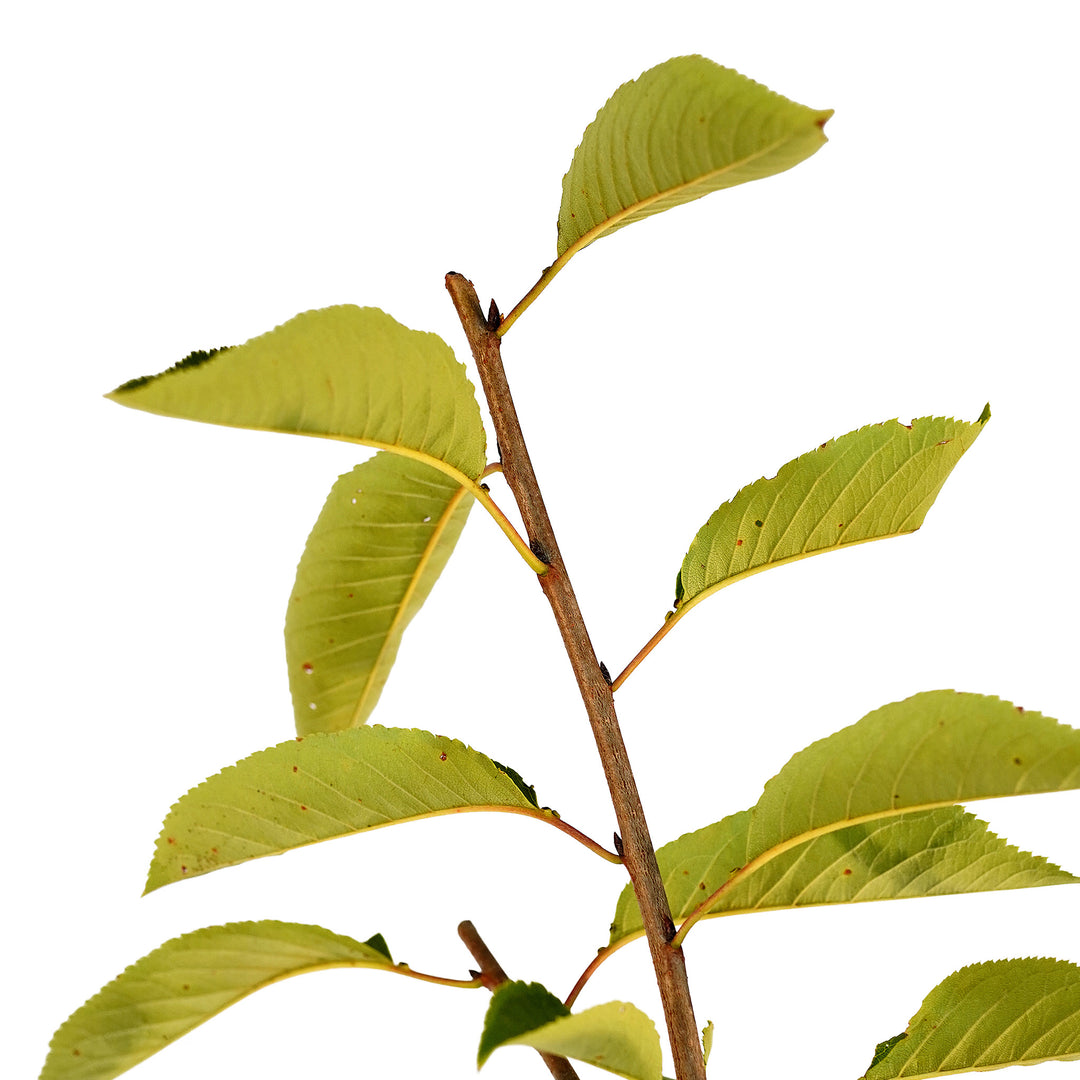 Foliage and branch detail of a container-grown Flowering Yoshino cherry