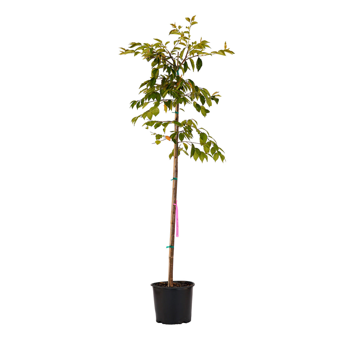 Full view of a container-grown Weeping Yoshino cherry against a white background