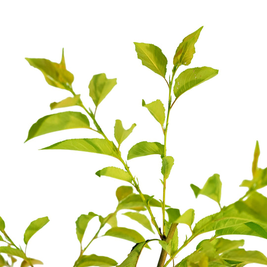 Canopy and branching detail of a container-grown Weeping Yoshino cherry