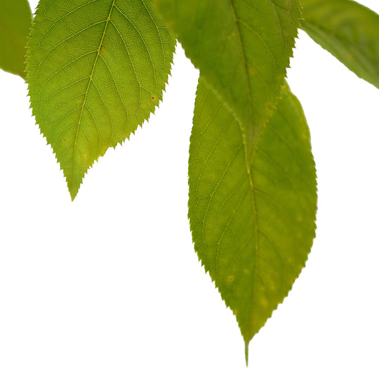 Foliage and branch detail of a container-grown Weeping Yoshino cherry