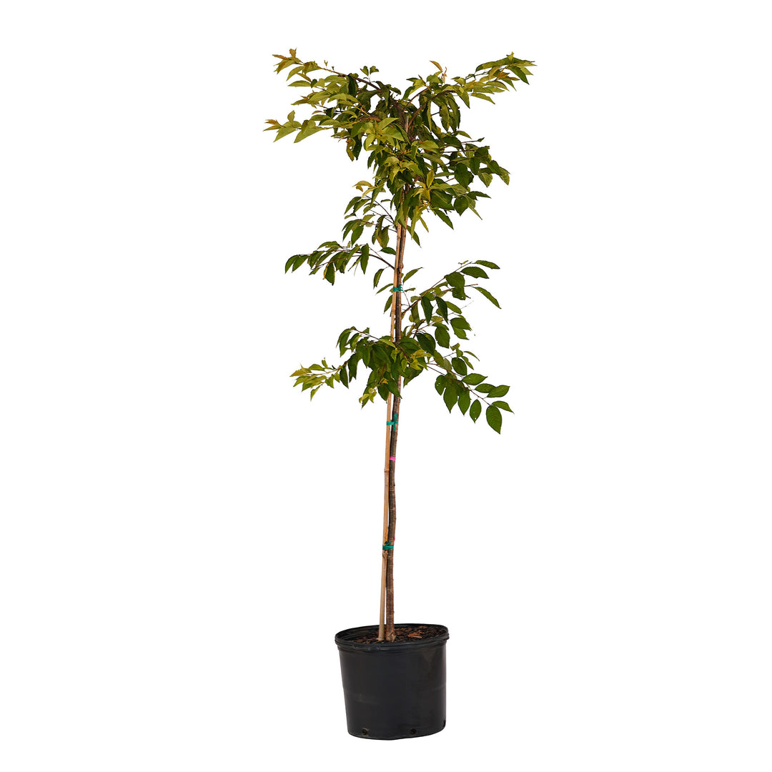 Full view of a container-grown Weeping Yoshino cherry against a white background