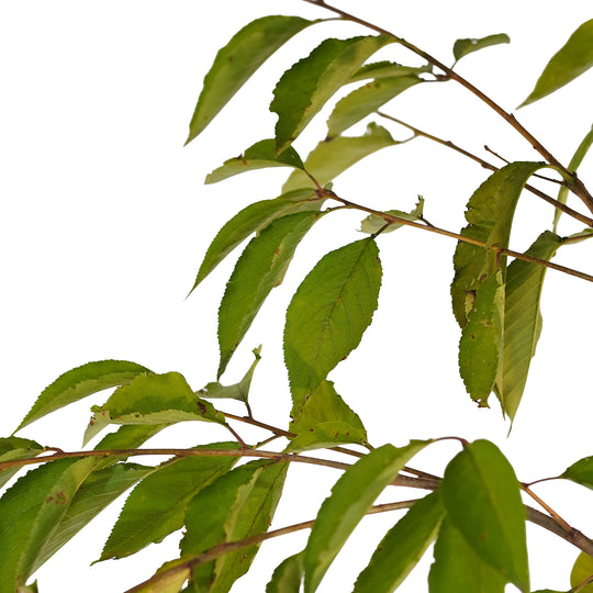 Canopy and branching detail of a container-grown Weeping Yoshino cherry