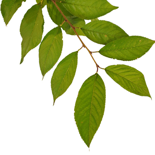 Foliage and branch detail of a container-grown Weeping Yoshino cherry
