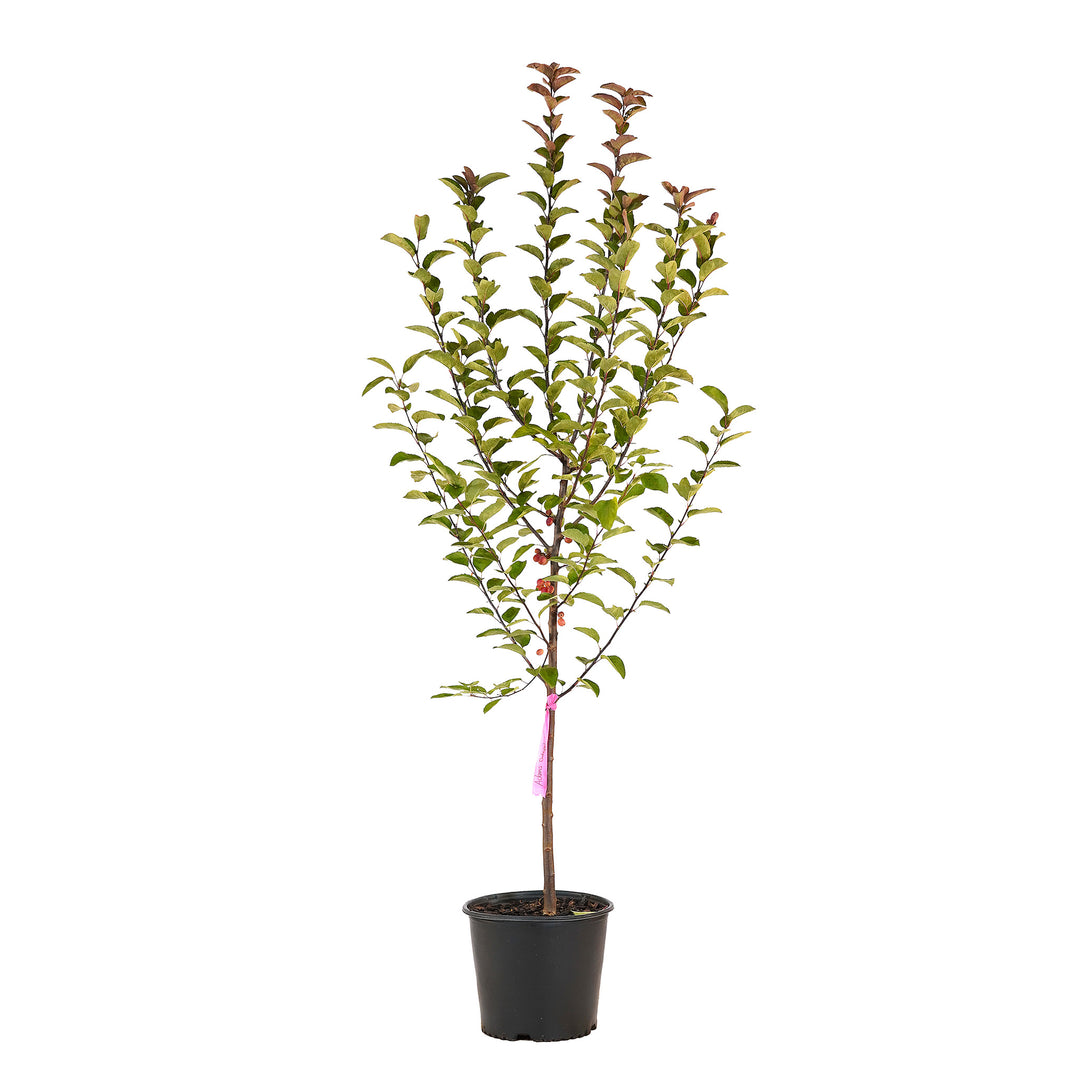 Full view of a container-grown Adams crabapple against a white background