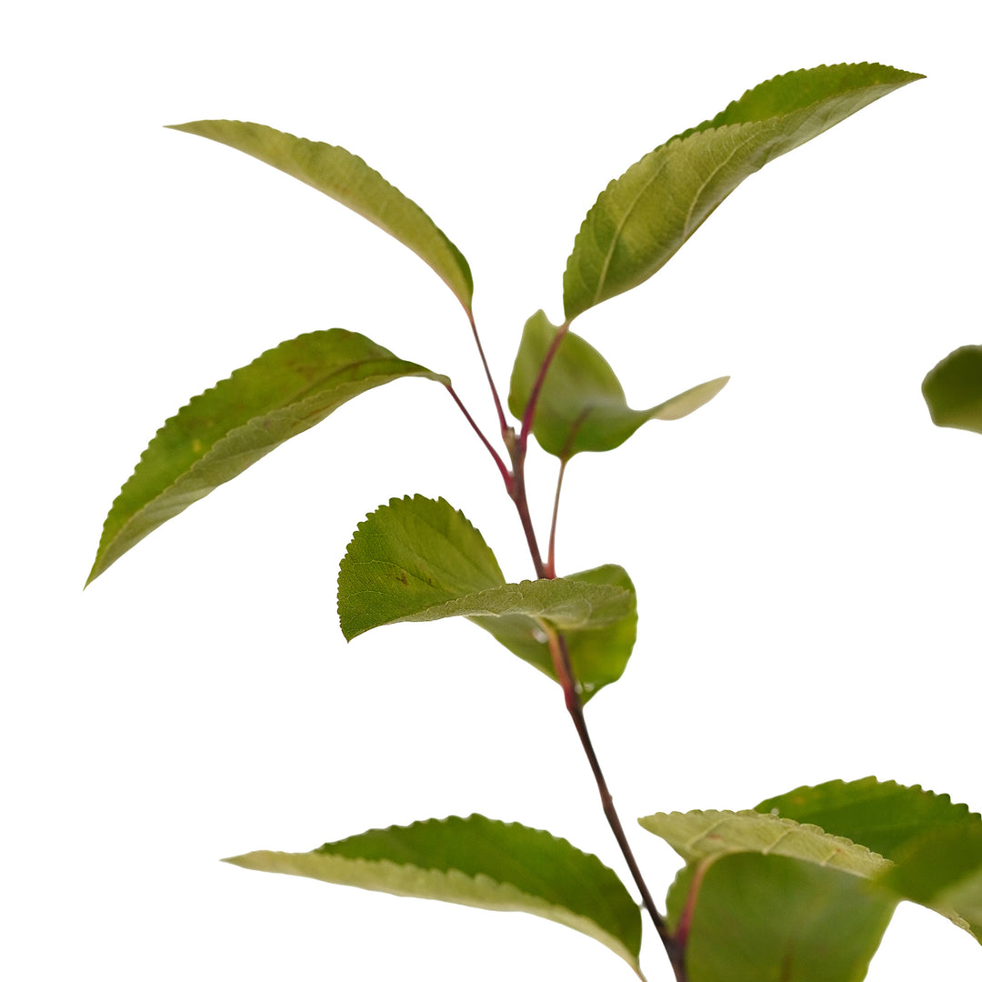 Foliage and branch detail of a container-grown Adams crabapple
