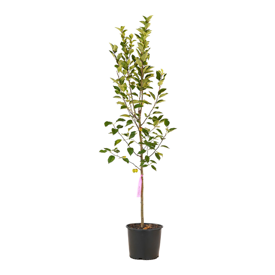 Full view of a container-grown Callaway crabapple against a white background