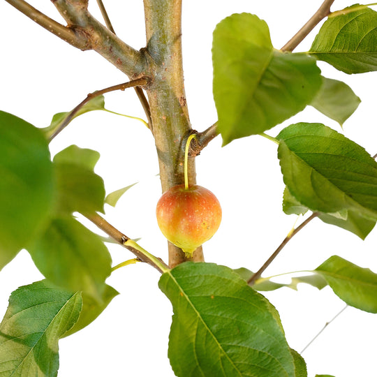 Foliage and branch detail of a container-grown Callaway crabapple