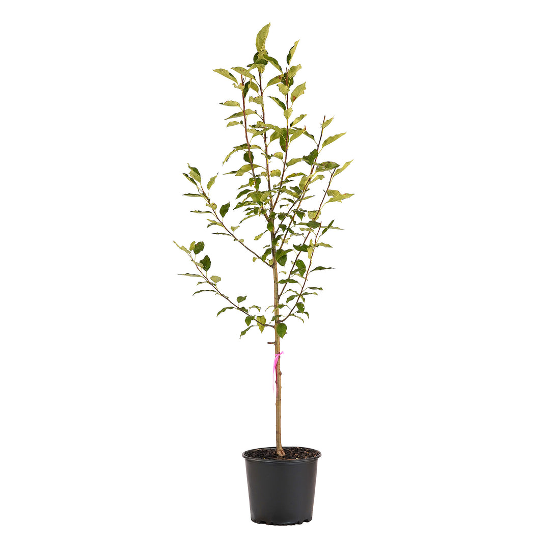 Full view of a container-grown Dolgo crabapple against a white background