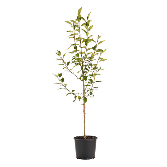 Full view of a container-grown Dolgo crabapple against a white background
