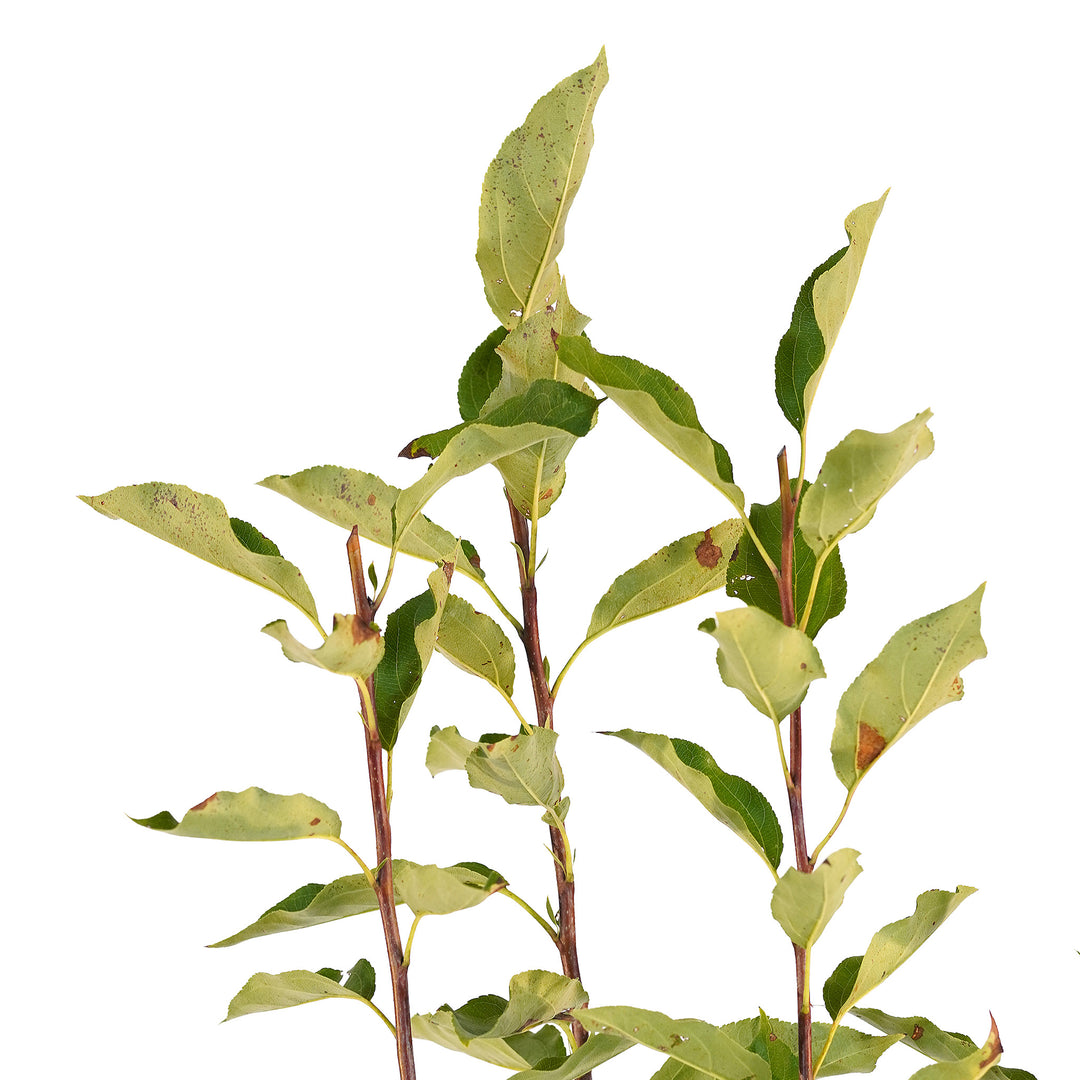 Canopy and branching detail of a container-grown Dolgo crabapple