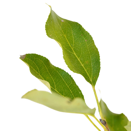 Foliage and branch detail of a container-grown Dolgo crabapple