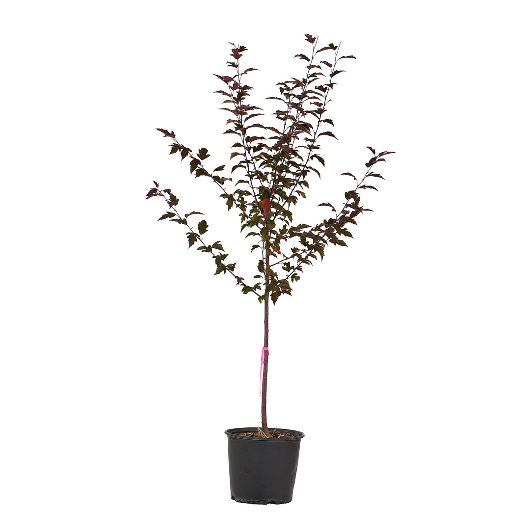 Full view of a container-grown Prairie Fire crabapple against a white background
