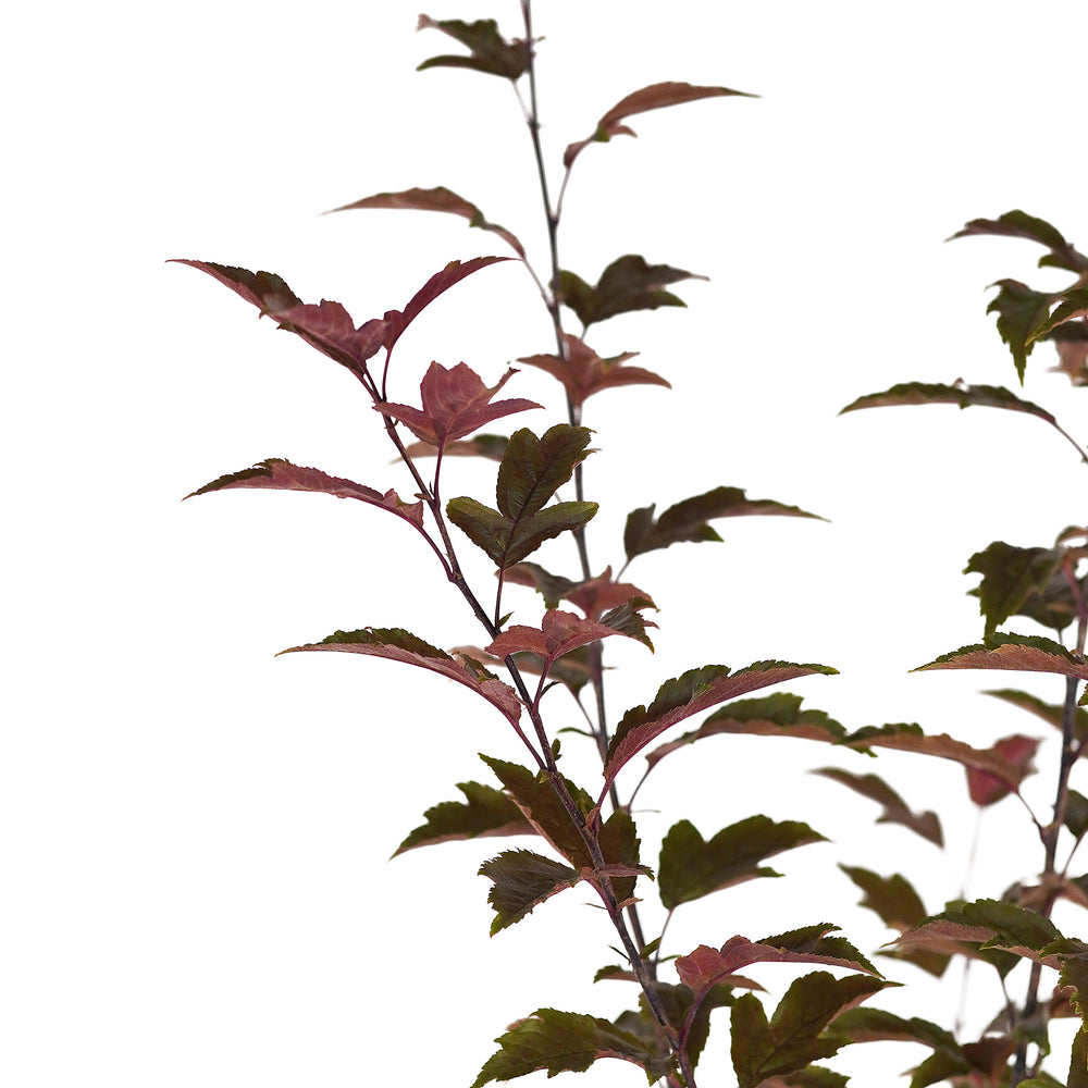 Canopy and branching detail of a container-grown Prairie Fire crabapple