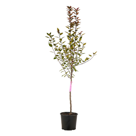 Full view of a container-grown Profusion crabapple against a white background