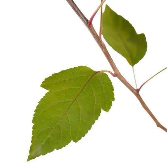 Foliage and branch detail of a container-grown Profusion crabapple