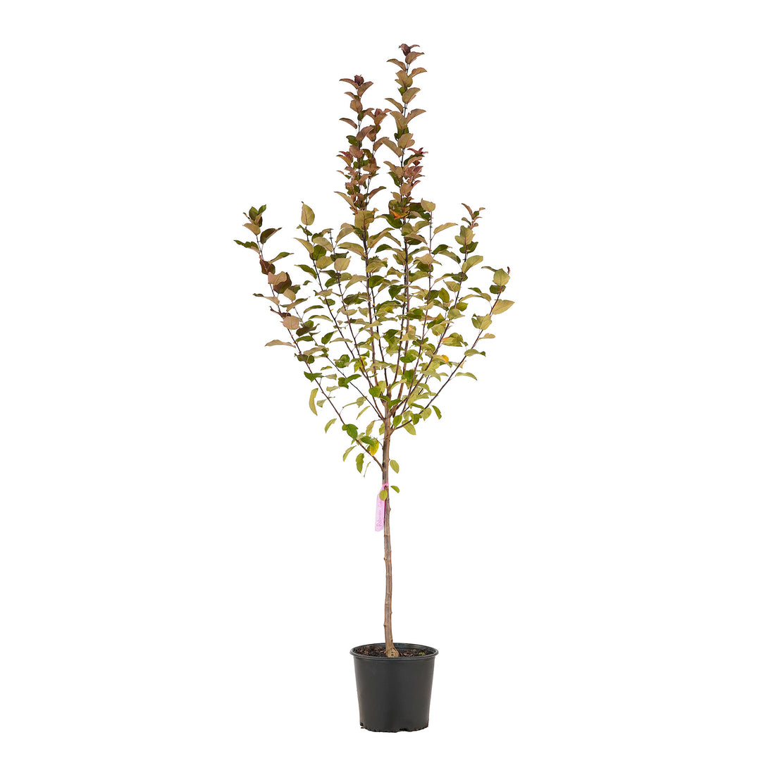 Full view of a container-grown Robinson crabapple against a white background