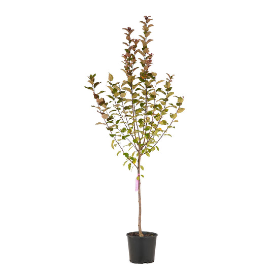 Full view of a container-grown Robinson crabapple against a white background