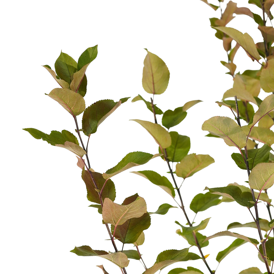 Canopy and branching detail of a container-grown Robinson crabapple