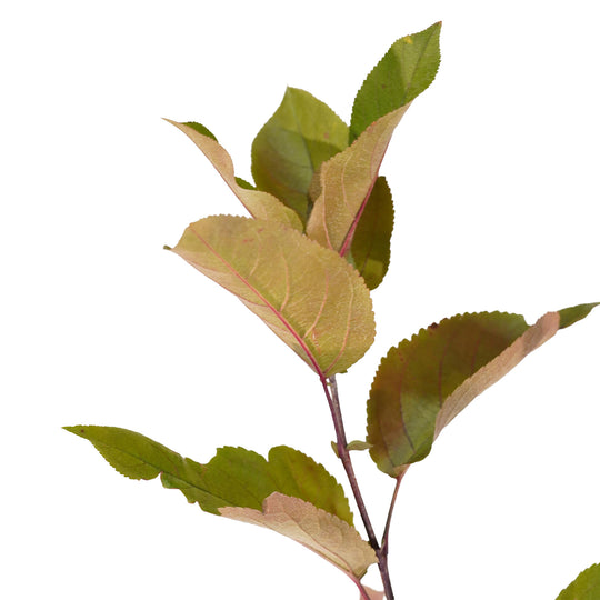 Foliage and branch detail of a container-grown Robinson crabapple