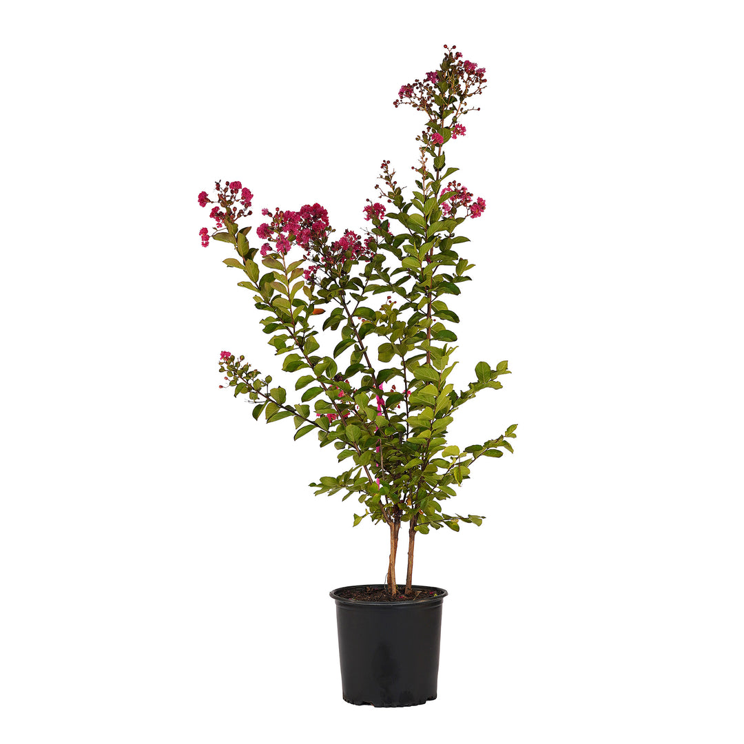 Full view of a container-grown Pink crape myrtle against a white background