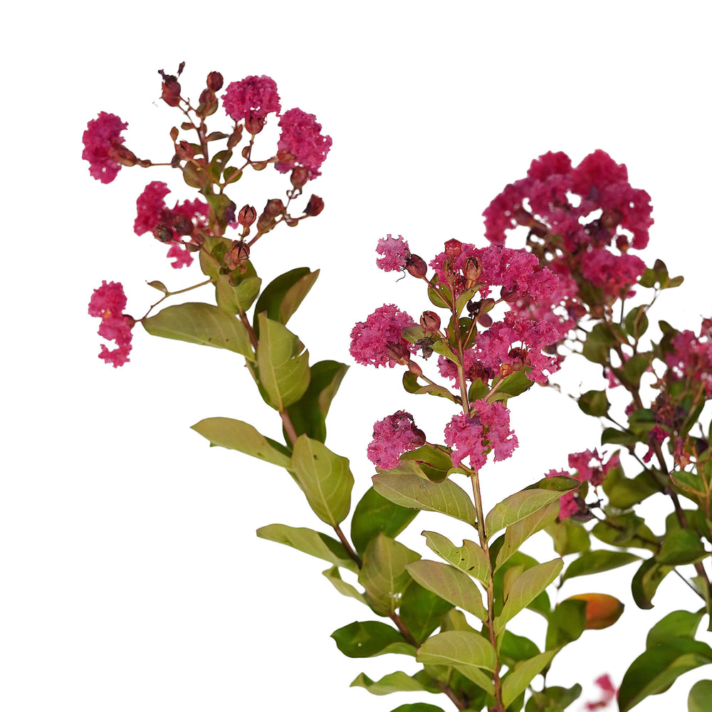 Canopy and branching detail of a container-grown Pink crape myrtle