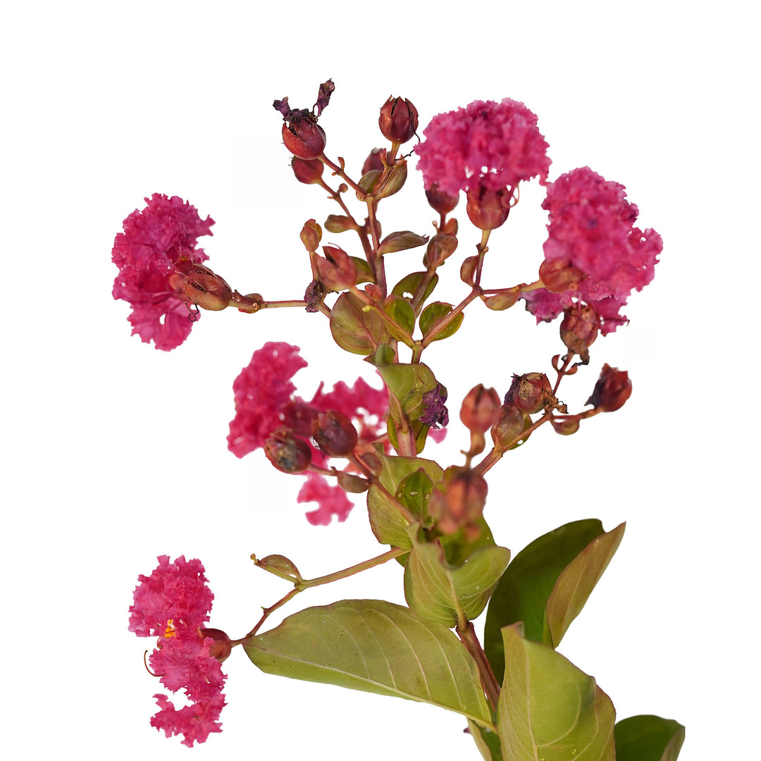 Foliage and branch detail of a container-grown Pink crape myrtle