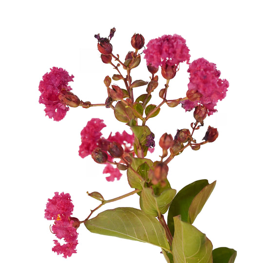 Foliage and branch detail of a container-grown Pink crape myrtle