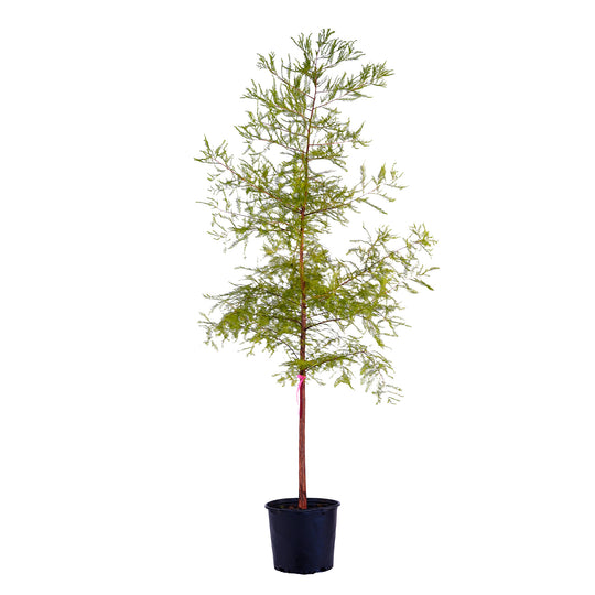 Full view of a container-grown Bald cypress against a white background