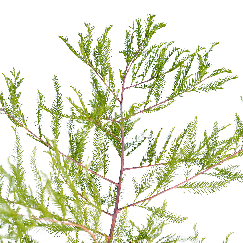 Canopy and branching detail of a container-grown Bald cypress