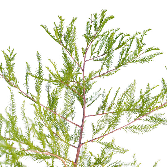 Canopy and branching detail of a container-grown Bald cypress
