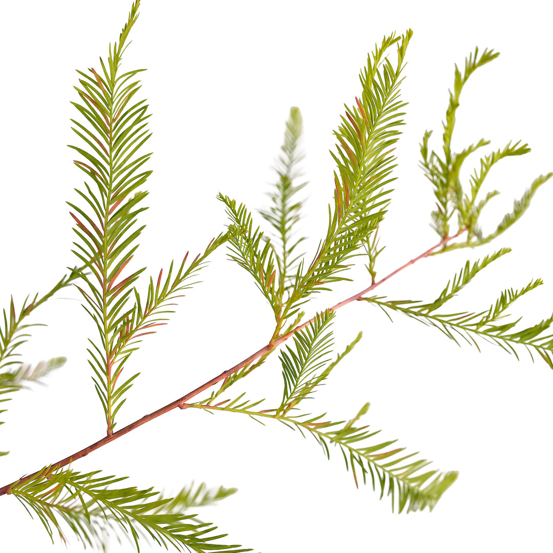 Foliage and branch detail of a container-grown Bald cypress