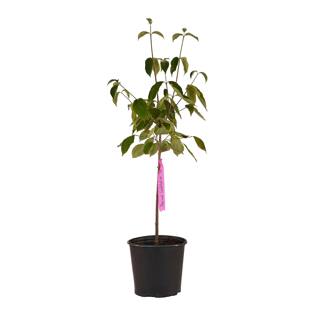 Full view of a container-grown Constellation dogwood against a white background