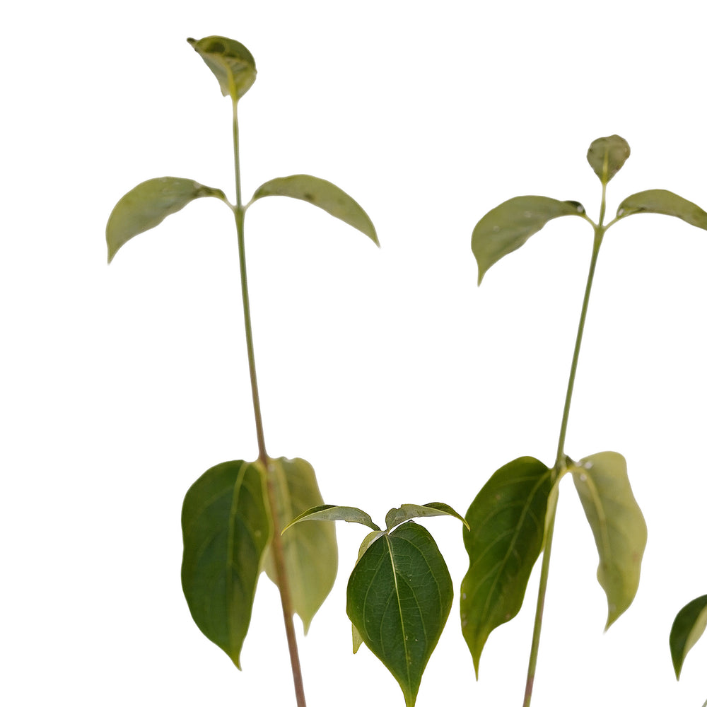 Canopy and branching detail of a container-grown Constellation dogwood