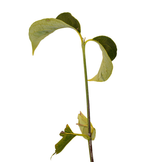Foliage and branch detail of a container-grown Constellation dogwood
