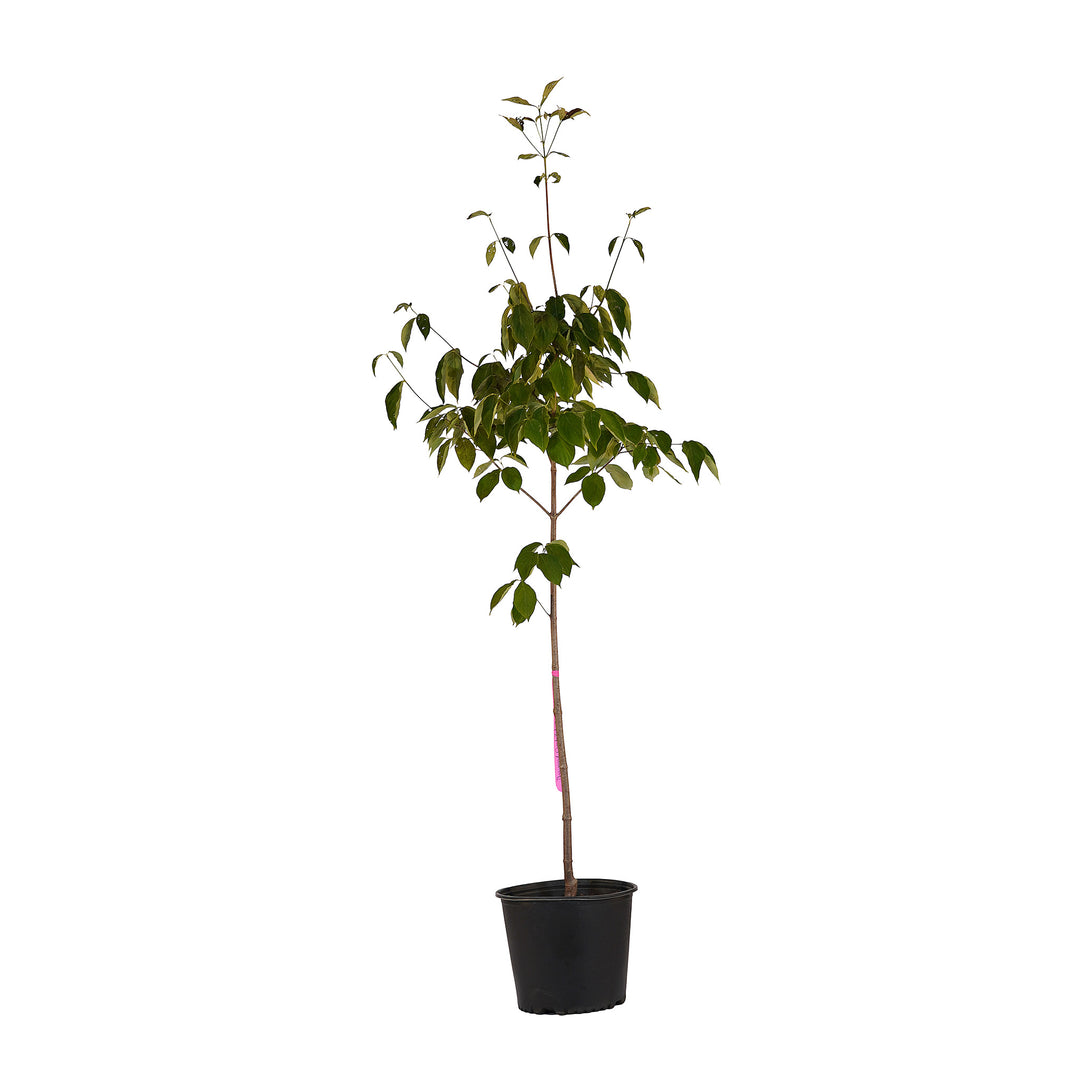 Full view of a container-grown Constellation dogwood against a white background