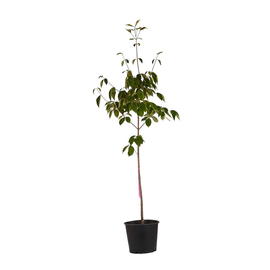 Full view of a container-grown Constellation dogwood against a white background