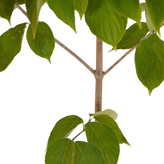 Canopy and branching detail of a container-grown Constellation dogwood